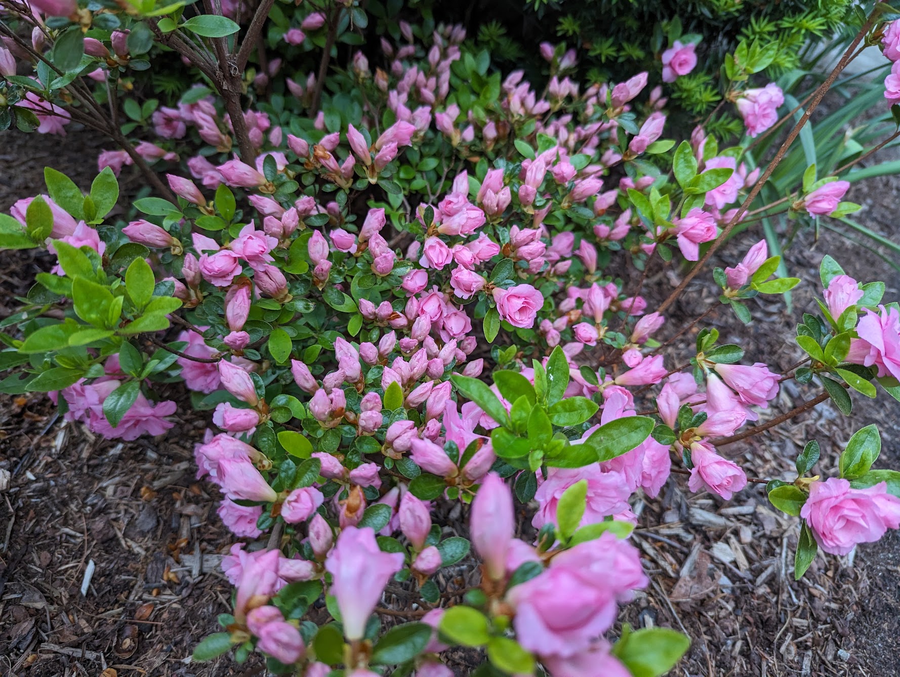 Azalea ready to pop