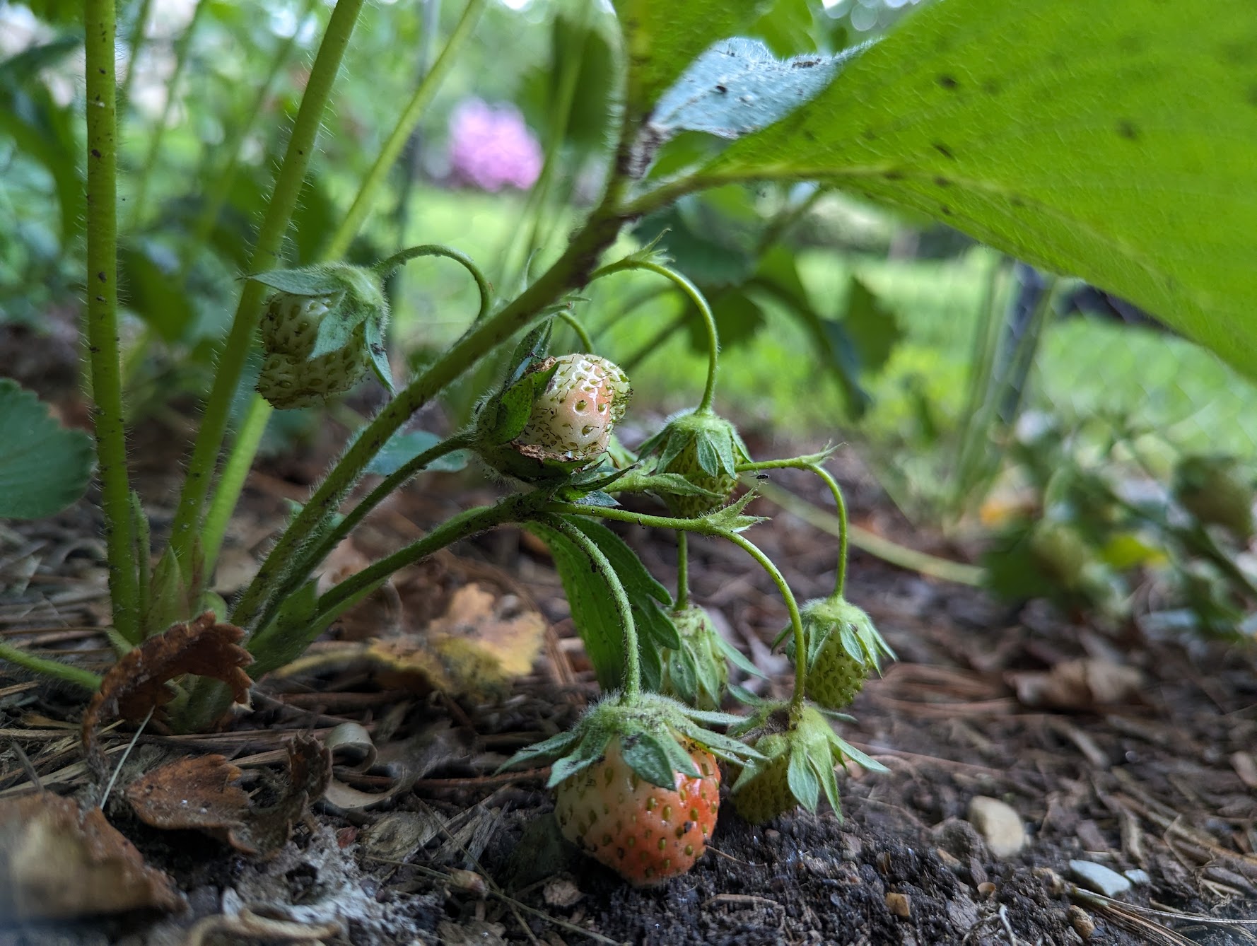 Gardening feat!