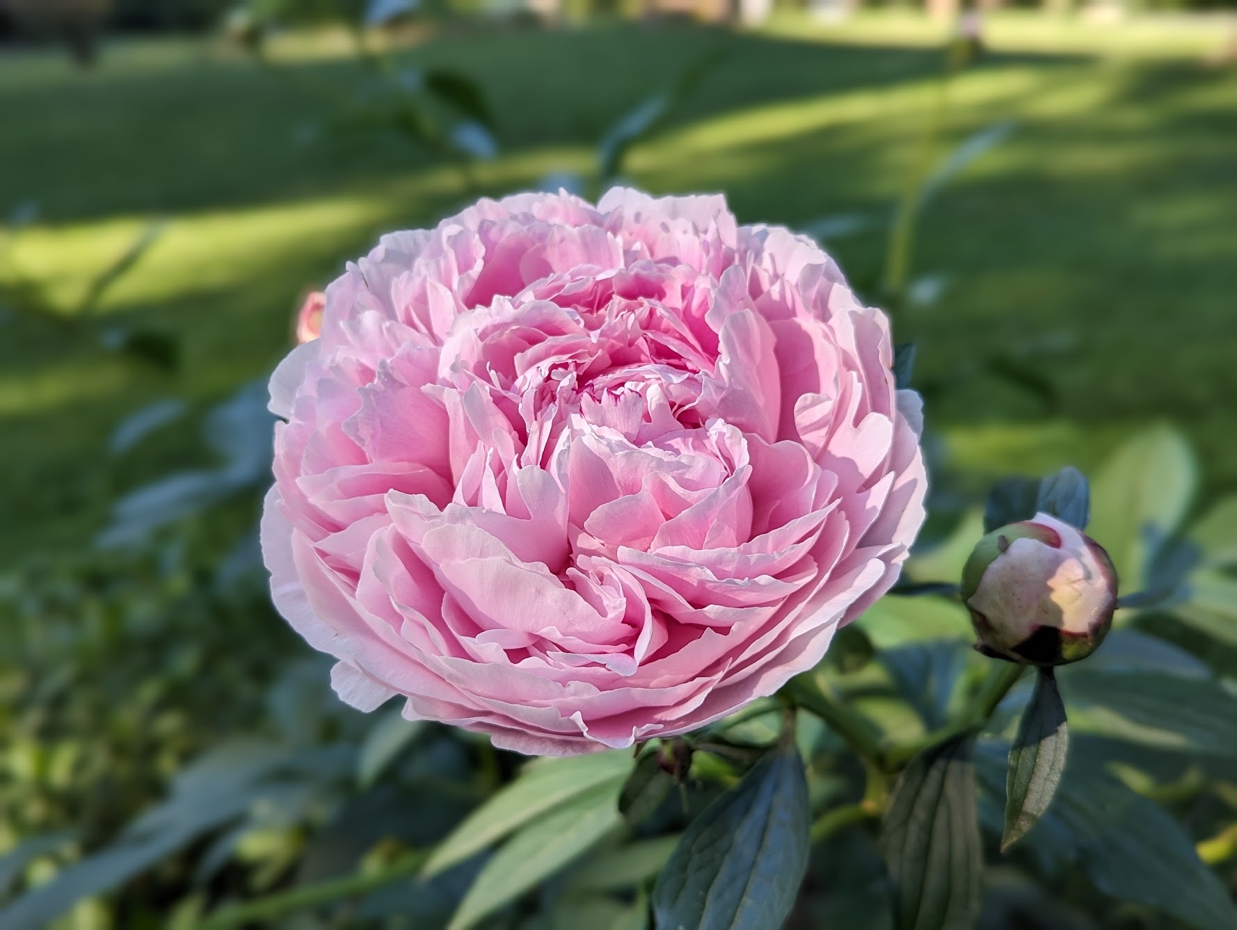 Peony