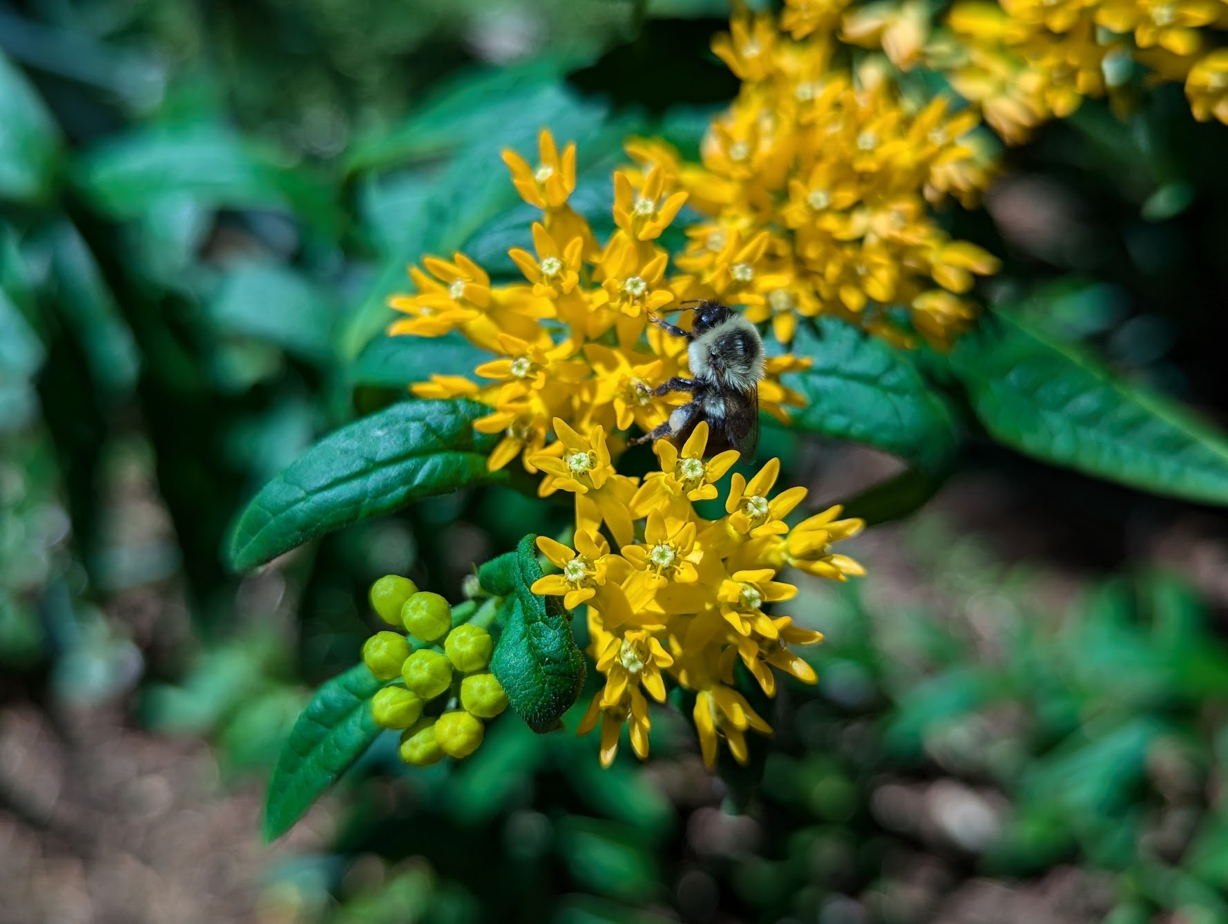Flowers for butterflies