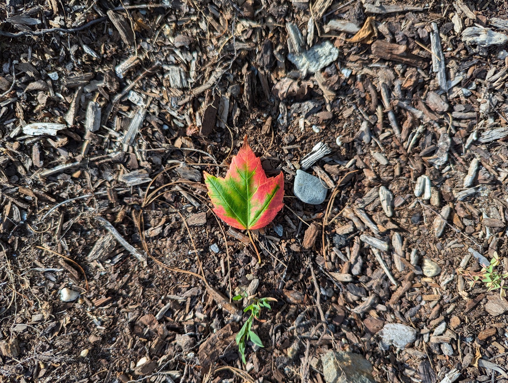 This Maple Trend