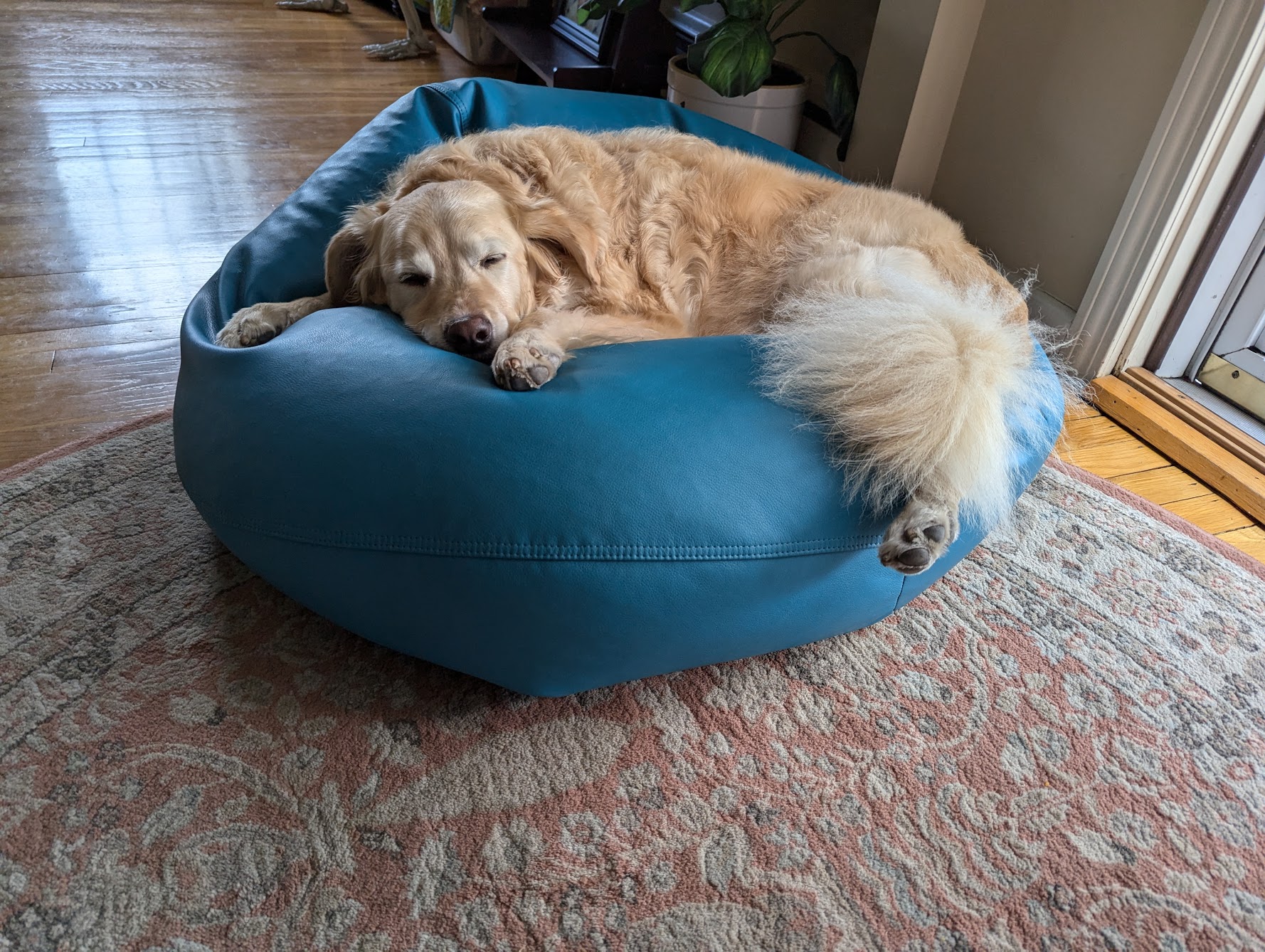 Uncommon Dog Beds