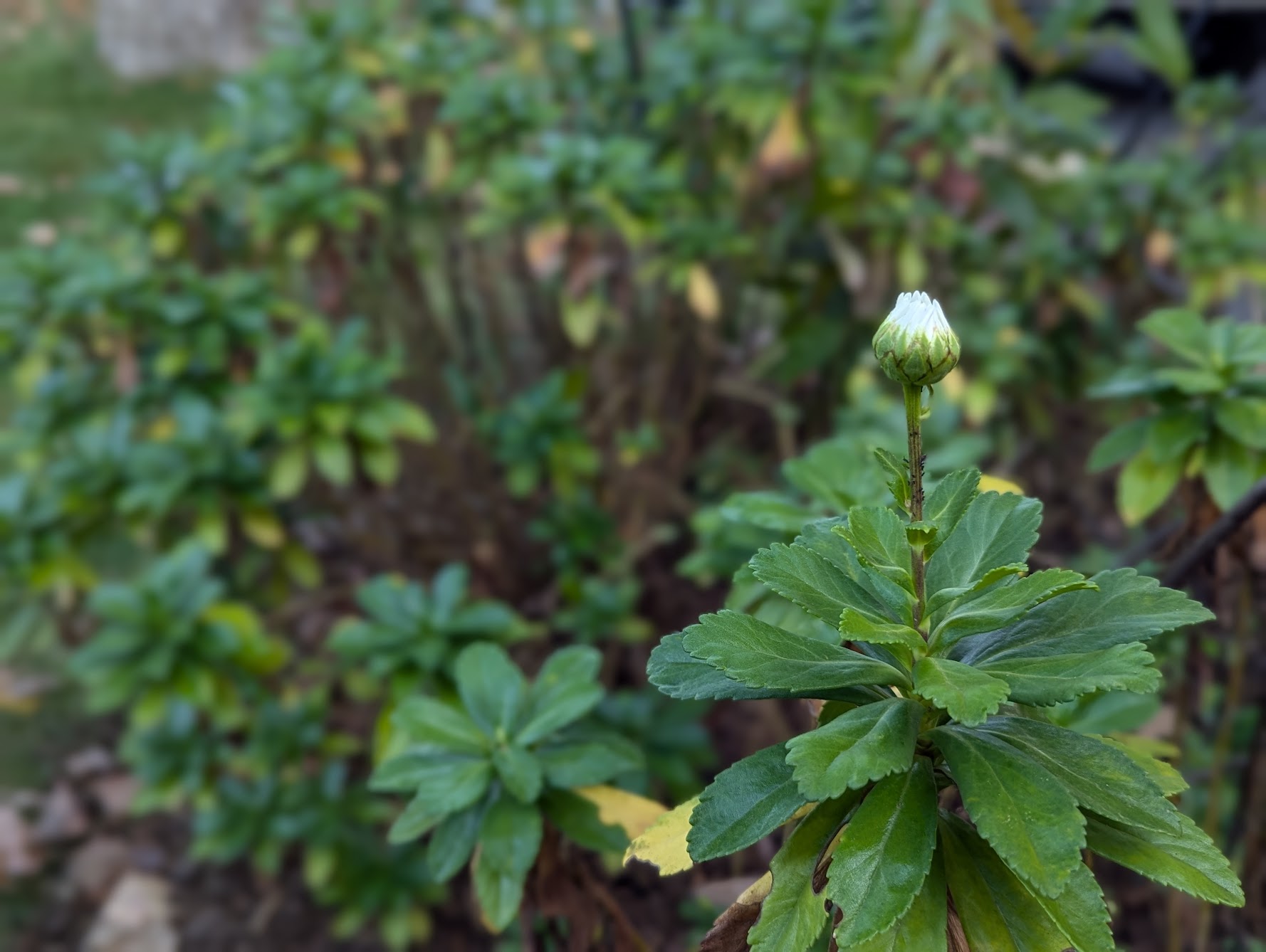 The Lone Bud