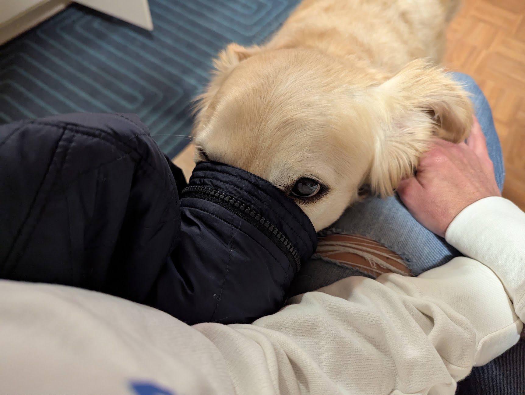 Jealous Dog