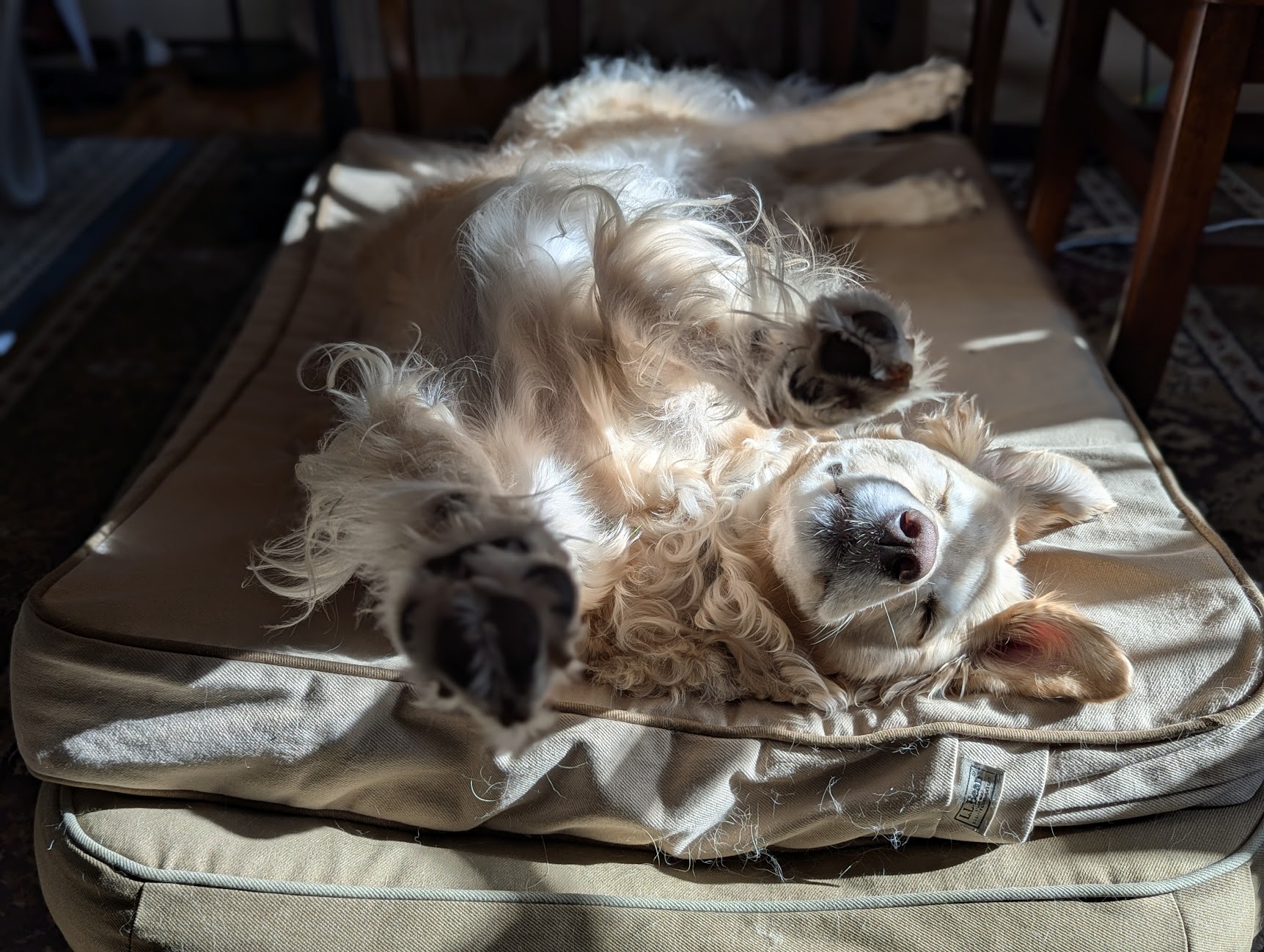 Its not easy being.. derpy