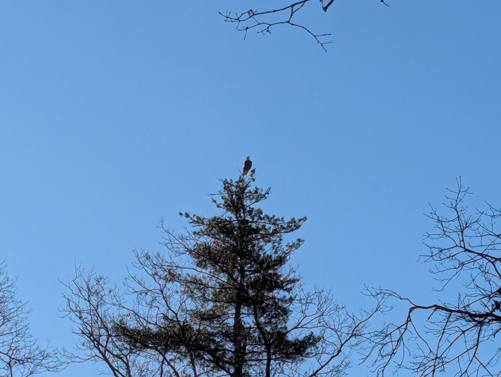 That’s a big bird..
