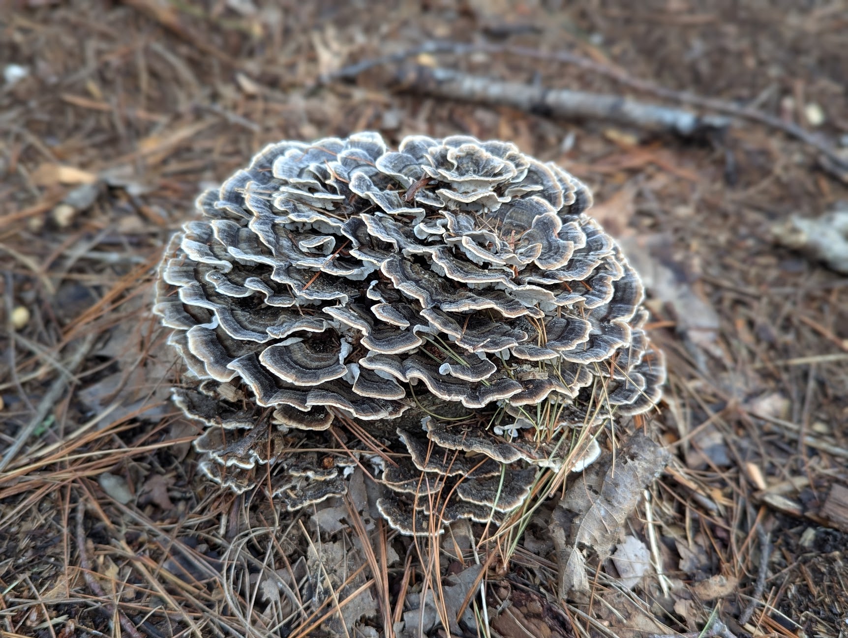 Turkey Tail
