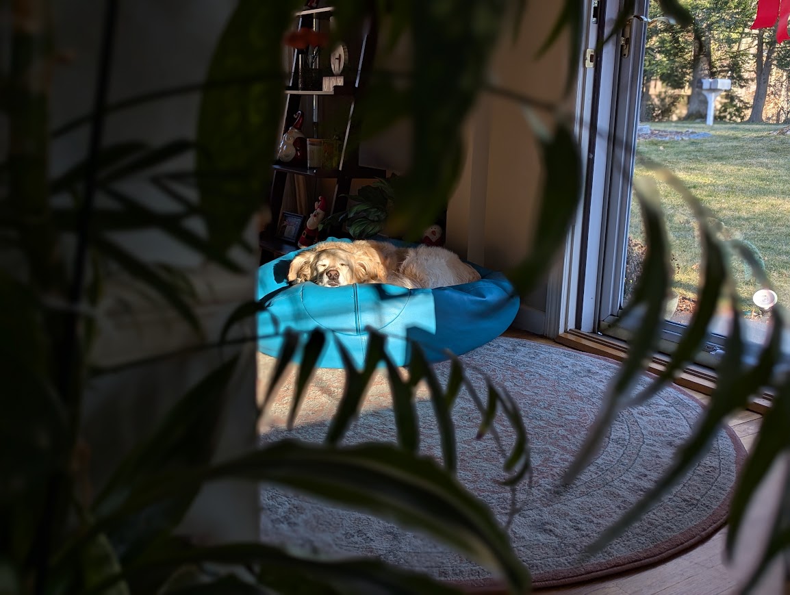 Through the foliage