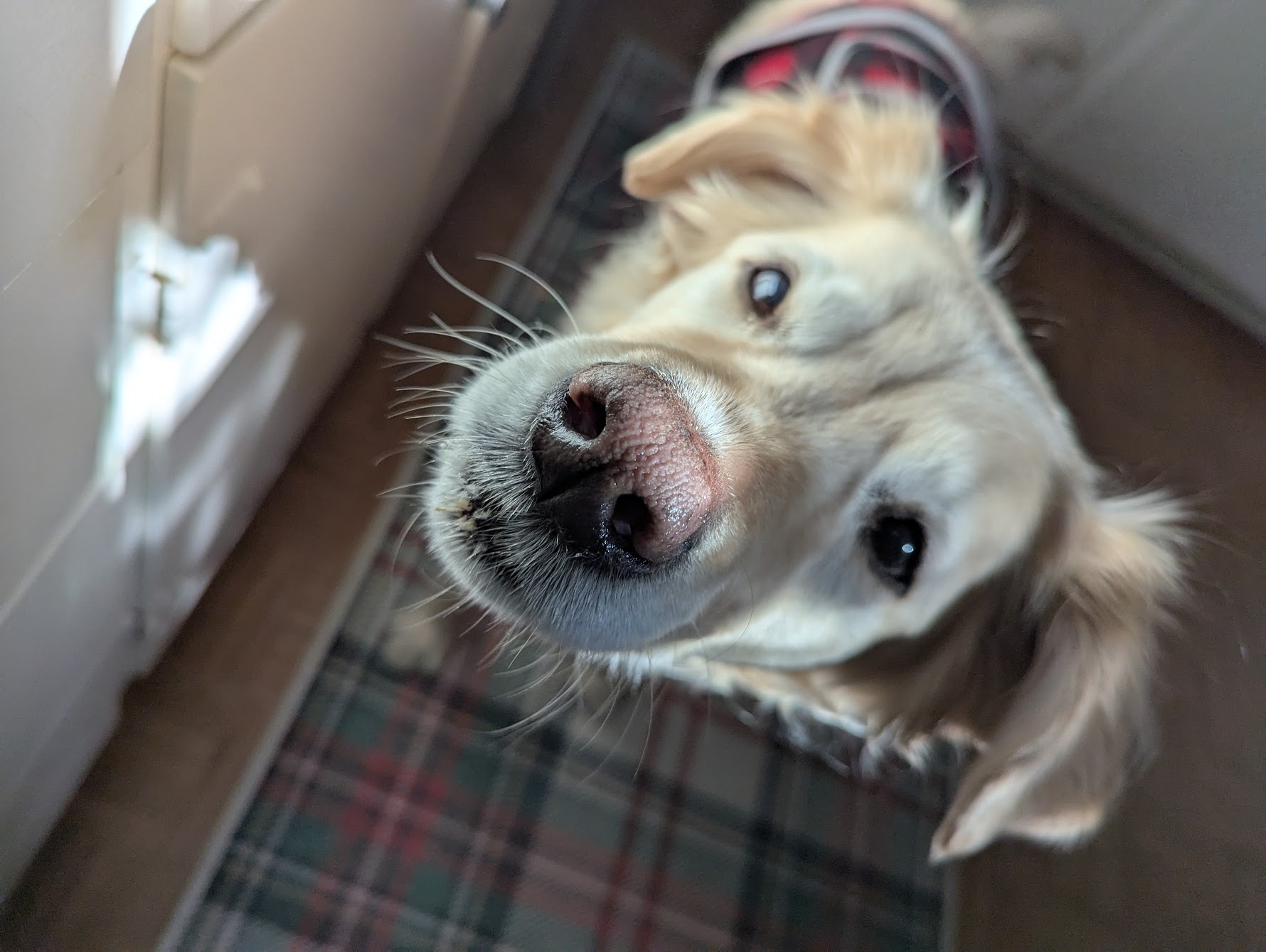 This Nose
