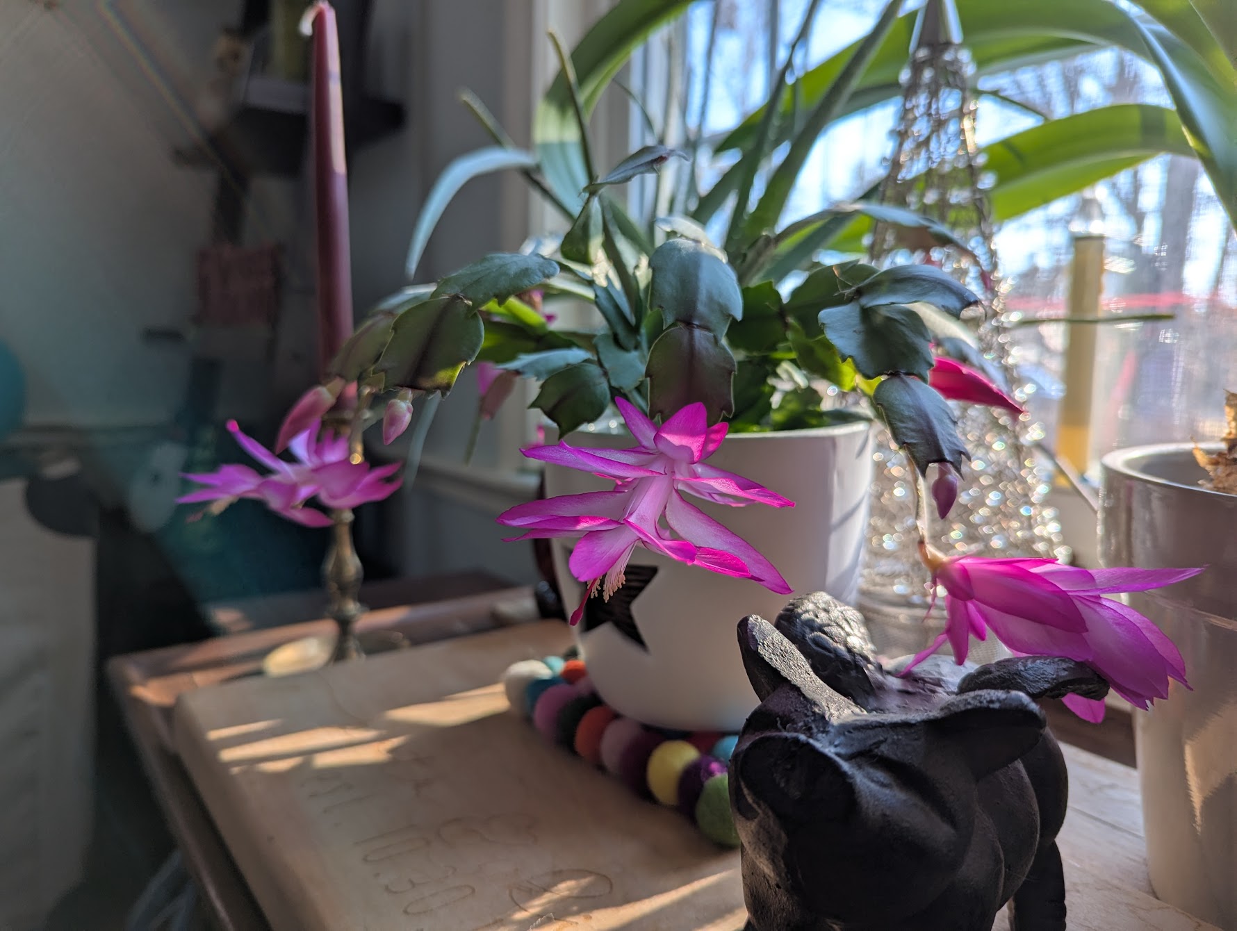 Christmas? Cactus