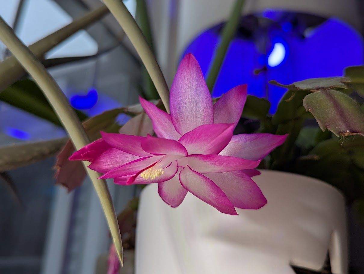 Christmas (Cactus) in March