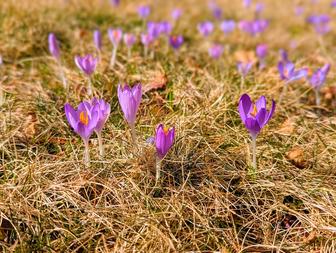 Croci